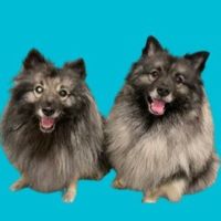 keeshond_brothers
