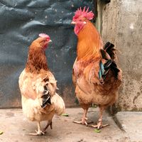 mama_kim_chicks_agribiz