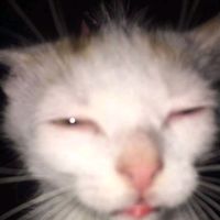 nicosleo