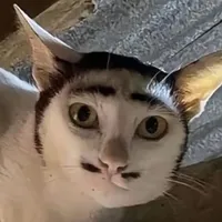 original sound - lazyasspotato