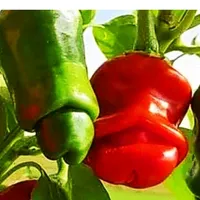 original sound - sirid_17