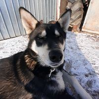 working_husky