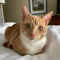 arno.theorangecat