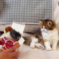 kittydominator