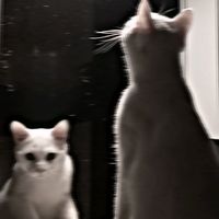 alisa.wonderland.hard