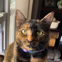 remi.and.the.beans