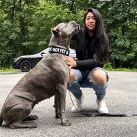 remithecanecorso