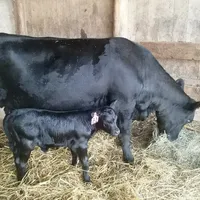 original sound - bheims