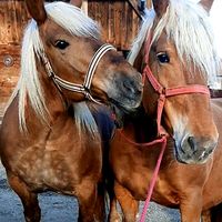 denis.horse.2