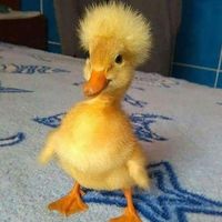 audio de fornite no de free