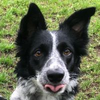 dogpotentialunleashed