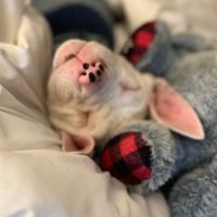 missdannigibsonvip