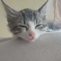 original sound - lo9679