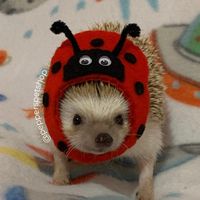 mrpepperthehedgie