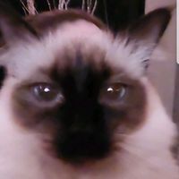 original sound - meow