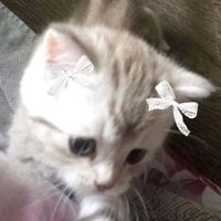 оригінальний звук