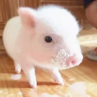 original sound - pet_life_2