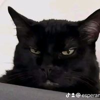 esperana754