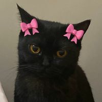sheswickked