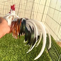 original sound - rosetownaztecas