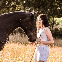 fatehorses