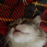 оригинальный звук