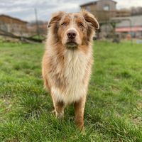 cooper.the.red.aussie