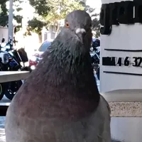 original sound - albertog22