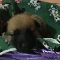 Perritos