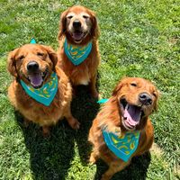 thegoldenmarshmallows