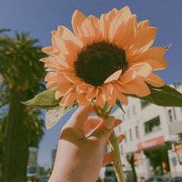 nhạc nền - Habi🌻