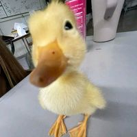 оригинальный звук