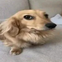 original sound - zoeirainfinita_