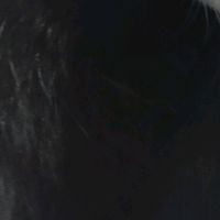 igraelx