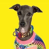 dusa_the_iggy