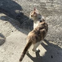 meow.maolalala