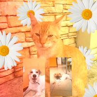 amo.amis.mascotas