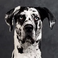 original sound - roccothegreatdane