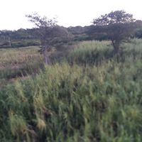 gilvanpereiranascimento2