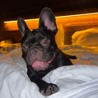bumerfrenchbulldog