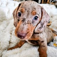 amandarificlife