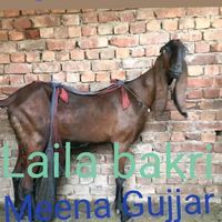 junaid.gujjar.3027