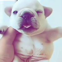gmailfanpage