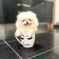 pomeranian.glamour