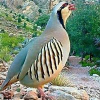ali_ahmad_096