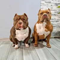 original sound - amparoyatenea