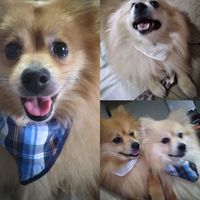 oficialcriadortiktok