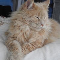 tocabocafreehomeidea