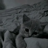 original sound - yesshhaaa_bb