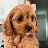 penelopethecavadoodle